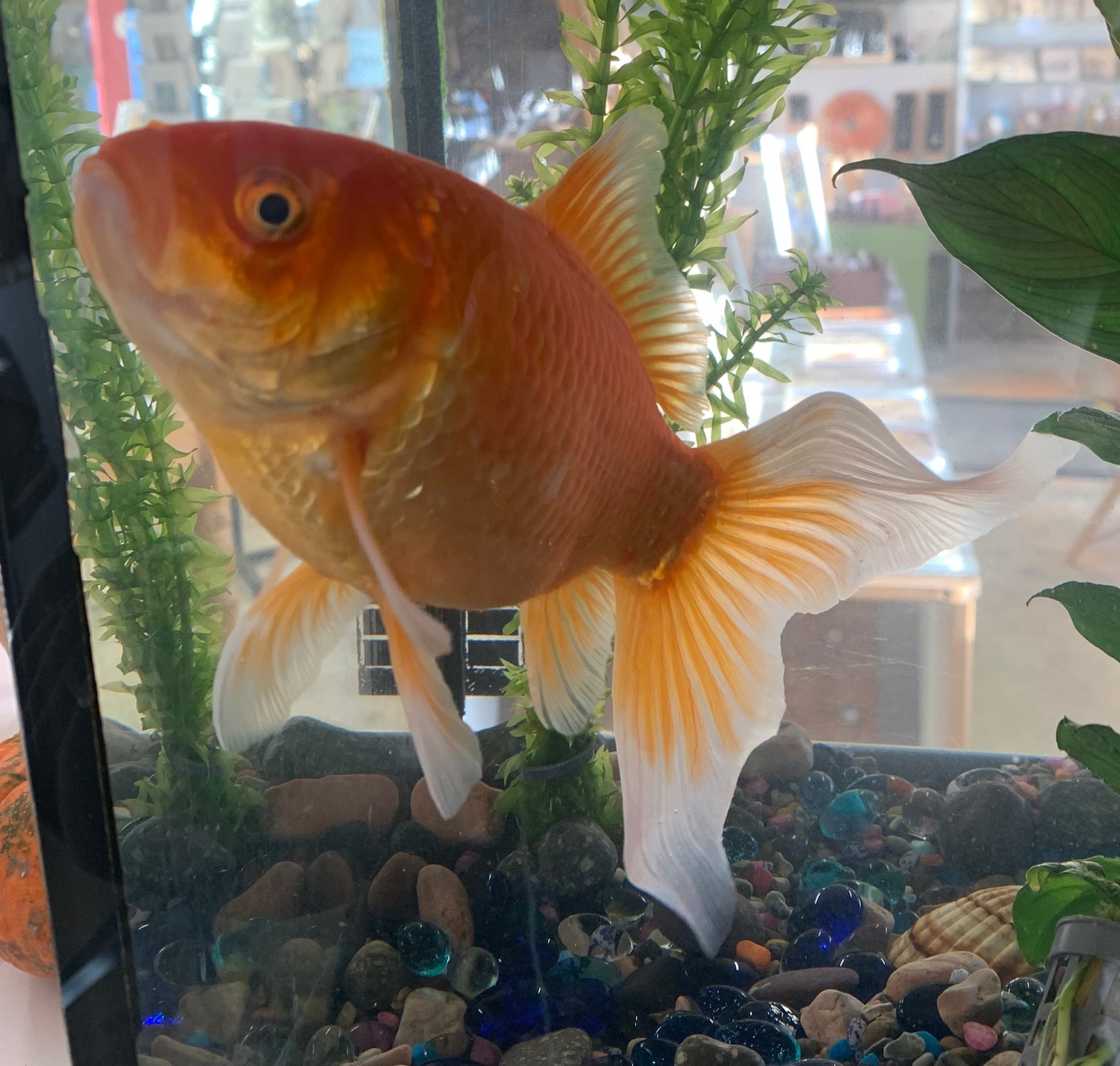 My Amazingly Handsome Ten Year Old Goldfish