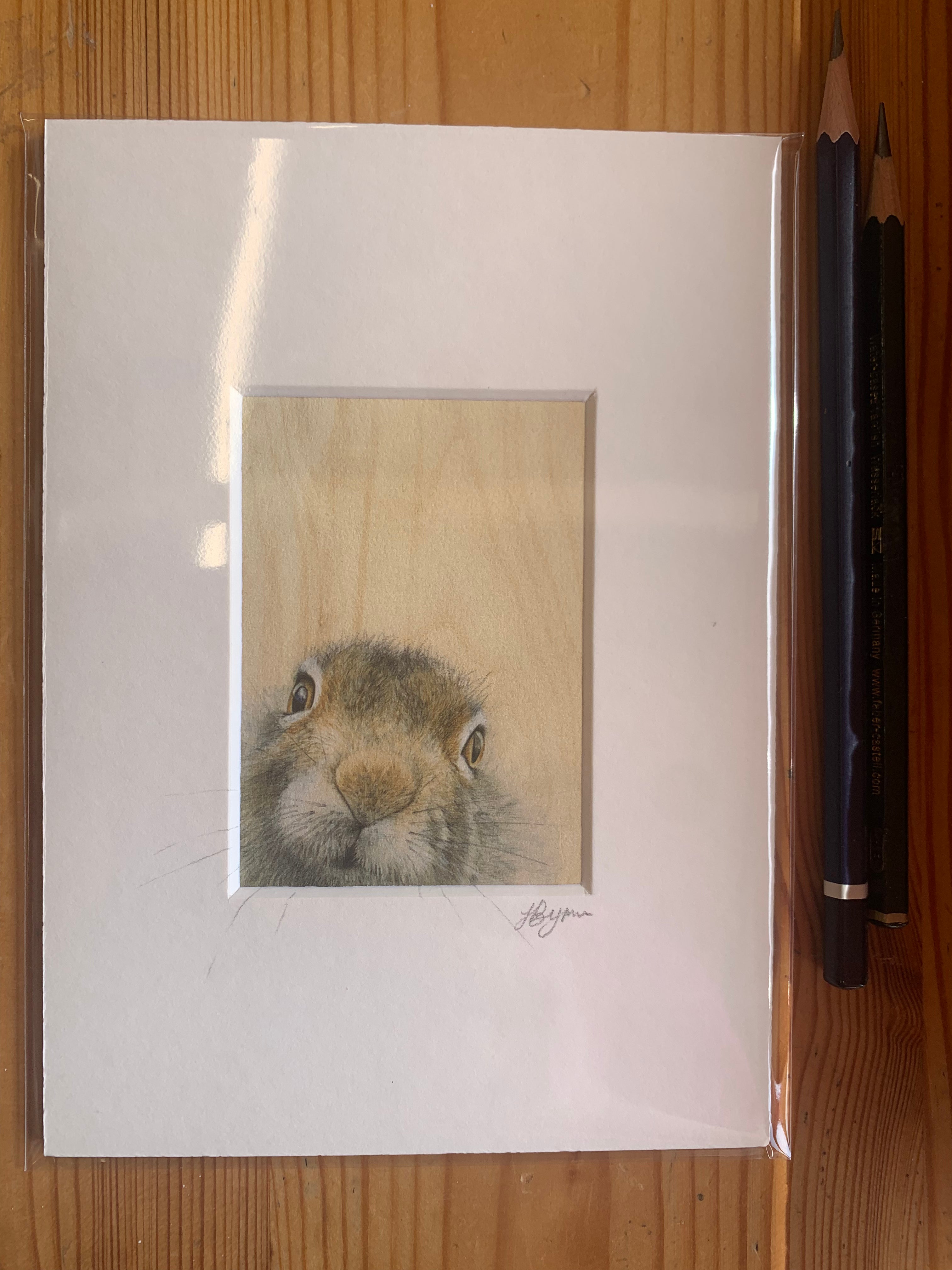 Cute Mountain Hare