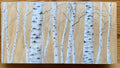 Birch Trees