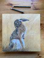 Brown Hare Grooming