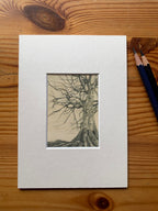 Avebury Beech
