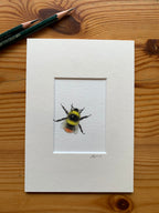 Red Tailed Bumblebee